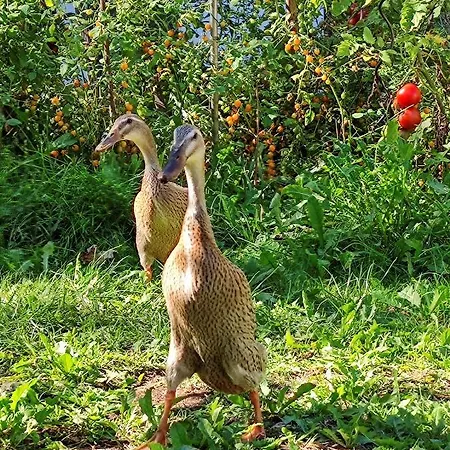 Modernes Am Park Mit Garten, Huehner & Enten Homestay *